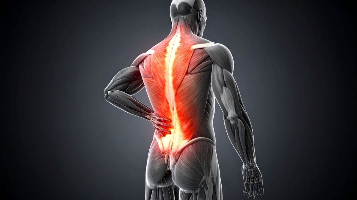Calcium Absorption After 50: The 3 Biological Bottlenecks Slowing Your Bones