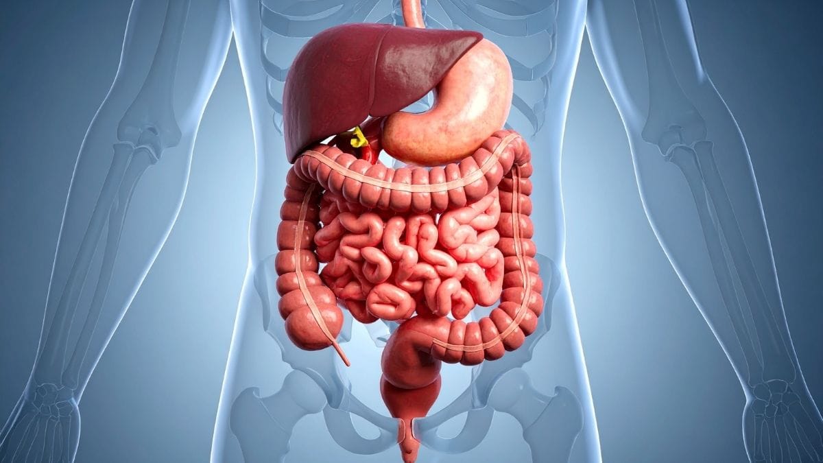 What Gut Health Research Suggests About Diet and Long-Term Resilience