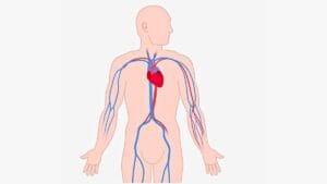 Cardiologists Warn: 8 Foods That Can Clog Arteries Faster in Seniors