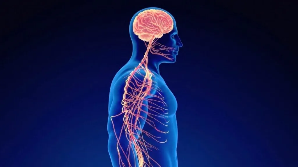 9 Daily Habits That Quietly Rewire Your Nervous System Response
