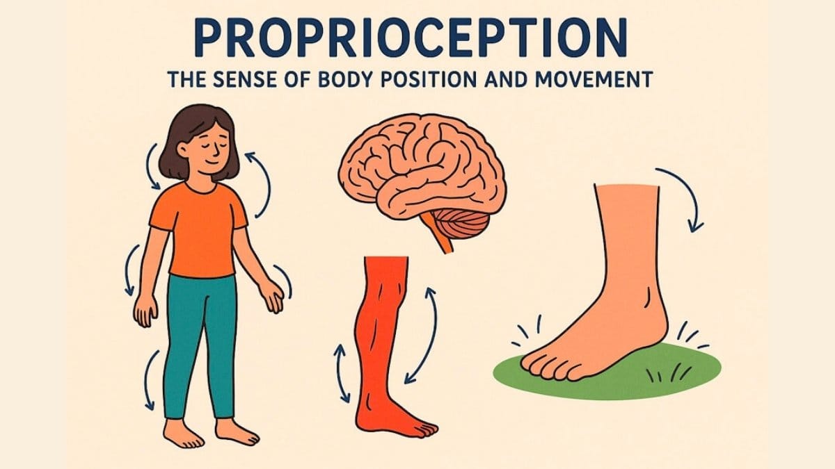 Proprioception body movement illustration