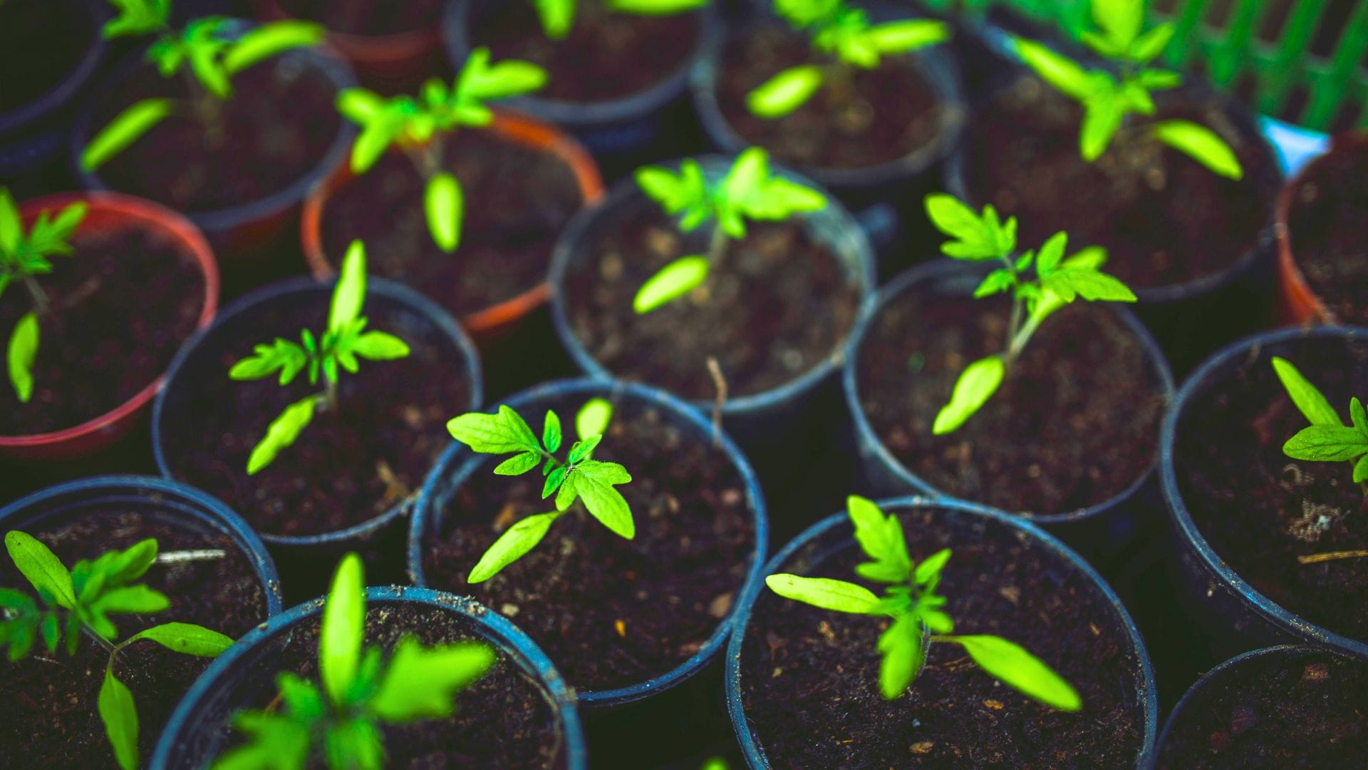 The 11 Plants That Are a Waste of Time to Grow from Seeds