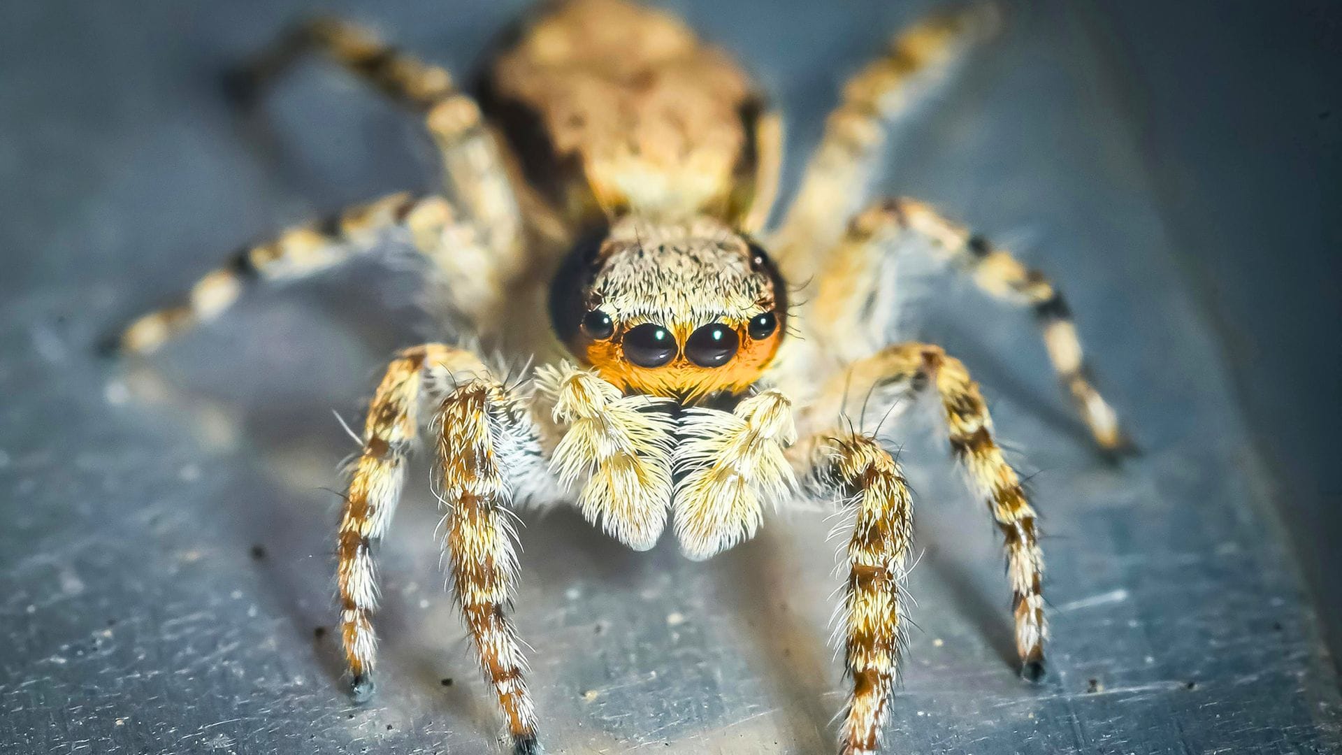 You May See These 7 Spiders in Your Home and How To Control Them