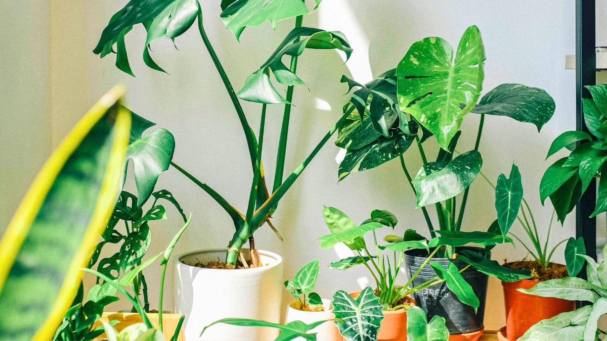 Breathe Easy: Top 9 Oxygen Powerhouse Plants to Purify Your Home Air
